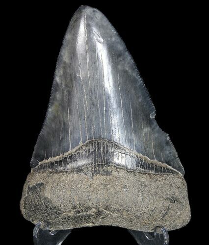 Serrated, Fossil Megalodon Tooth - Georgia #77529